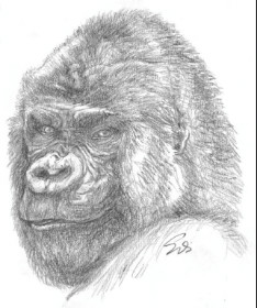 Gorilla "Matze"