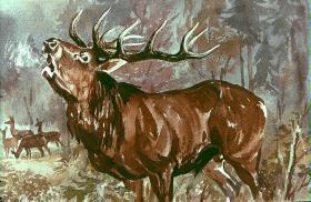 röhrender Rothirsch